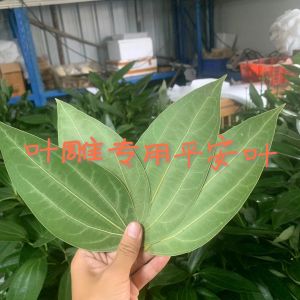 Special Carved Peace Leaf Dry Specimen Laser Engraved Photo Stall Selling Leaf Carving Decorative Home Accessories