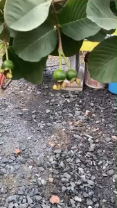 ถุงห่อฝรั่ง สำเร็จรูป พร้อมเจาะรูระบายน้ำ อากาศและปกป้องรังษียูวี ปกป้องแมลง ทำให้ผิวสวย