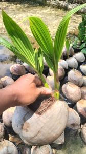 Bibit kelapa kembar 2