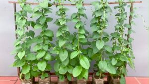 SPINACH SEEDS (450pcs seeds) GREEN AMARANTH/HYBRID/HIGH YIELD/EASY TO GROW