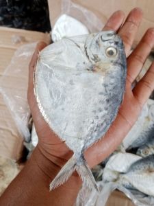 ikan asin SEMAR/ETEM  BESAR SUPER KERING 1KG best seller