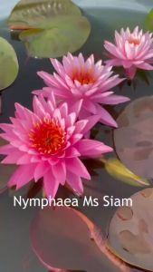 【Sean Planters】 Hardy Waterlily Nymphaea Miss Siam Water Lily 耐寒睡莲莲花 Teratai Telepok
