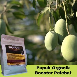 Pupuk Mangga Granule: Cepat Tumbuh Berbuah Lebat Tidak Rontok dan Booster Pelebat Buah Mangga