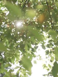 Đai chạy bộ Aonijie W8112 siêu nhẹ free size