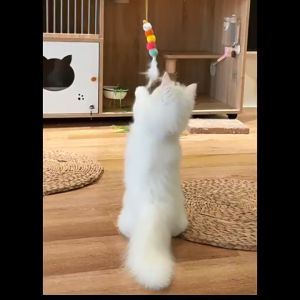 Cat Teaser with Suction Pad Swing Hanging Door Toys Felt Cat Toy SelfPlay Elastic String Entertainment Toy[SG Ready stock]