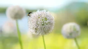 Lõi Lọc Không Khí  Levoit Everest Air Smart True HEPA  Air Purifier Filter Phụ kiện tương thích Ori