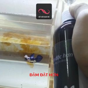 Lá_bàng_khô Tô Mộc chiết xuất - Nước dưỡng cá A1 Pha sẵn - 330ml - Dùng cho Betta Guppy Cá lóc - Bổ sung diệt tảo