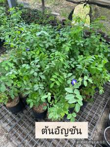 ต้นอัญชันดอกซ้อน ปลูกด้วยมูลไส้เดือน ลำต้นแข็งแรง