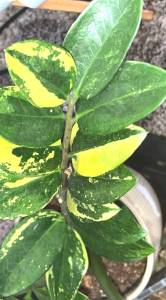 Zamioculcas Zamiifoliaด่างเหลืองล๊อตลุ้นด่างขนาดกลาง