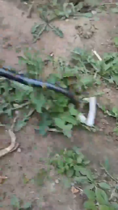 11Teeth Weeding Uprooting Tool Multi Purpose Kalaykay for Garden Grass Remover Tool Grass Rake Weeding Rake Grasping Raking Loosen Soil Harrow Clean Leaves Weed 