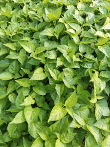 Cabe rawit merah kaliber paket 20 batang bibit cabe rawit merah siap tanam