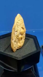 Very old and Rare Nur Din Phra Phong Sam Hom Buddha Vintage Holy Item from Thousand years old temple Wat Phra That Doi Kham of North Thai  Chiang Mai Province泰北清邁 千年老庙Wat Phra That Doi Kham大模土制老佛祖Phra Phong Sam Hom 圣物（确实督造年份不知但依据泰国历史资料此种古文佛至少有百年以上价位也高