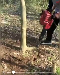 Máy bứng gốc cây cảnh máy đánh gốc cây cầm tay chạy xăng tại Hòa Bình