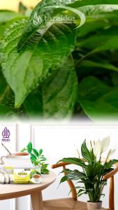 Teh Herbal Keji Belling Tazakk untuk melancarkan saluran kemih atau kencing BAK alami 20 kantong