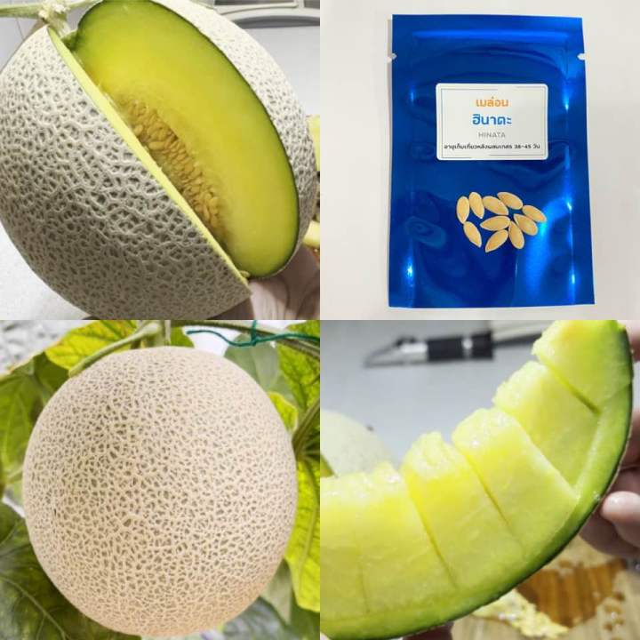 เมล็ดพันธุ์เมล่อนฮินาตะ เนื้อนุ่ม สีเขียว