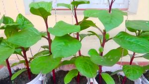 SULIT PACK! RED ALUGBATI SEEDS (4pcs seeds) - TAGALOG HYBRID/EASY TO GROW/SUPER RED/TAGALOG/HIGH YIELDING VARIETY