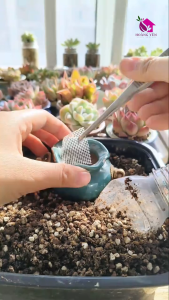 Sen đá viền đỏ size Trung 8 cm cây khỏe già vượt size