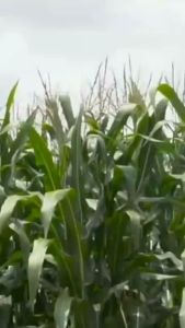 Benih Jagung Hibrida Nk 6501 Super 1Kg - Jagung Nk Super Batang Kokoh 1kg
