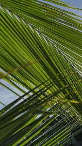 TheOrganicStop Peppermint Castile Liquid Soap Sabun Cair Natural 100ml\\n\\n Apa Itu Sabun Cair Peppermint Natural?\\n\\nSabun Cair Peppermint Natural adalah produk yang dikembangkan oleh TheOrganicStop, sebuah perusahaan yang berfokus pada produk alami dan organik. Dengan kemasan 100ml, sabun cair ini merupakan pilihan yang tepat bagi mereka yang mencari kebersihan dan kesehatan kulit yang alami. Sabun cair ini terbuat dari bahan-bahan alami, seperti minyak peppermint dan bahan-bahan lainnya yang telah diproses secara organik.\\n\\n Keunggulan Sabun Cair Alami untuk Kulit\\n\\nSabun cair alami memiliki banyak manfaat untuk kulit, mulai dari mengurangi iritasi hingga melembabkan. Bahan-bahan alami yang digunakan dalam sabun cair ini membantu membersihkan kulit tanpa menghilangkan minyak alami kulit, sehingga menjaga kelembaban kulit tetap terjaga. Selain itu, sabun cair alami juga membantu mencegah timbulnya jerawat dan komedo.\\n\\n Kelebihan Sabun Cair untuk Kehidupan Sehari-hari\\n\\nSelain baik untuk kulit, sabun cair alami juga memiliki banyak manfaat untuk kehidupan sehari-hari. Misalnya, sabun cair alami dapat digunakan sebagai deterjen laundry alami, pembersih lantai, dan bahkan sebagai pembersih wajah. Sabun cair alami ini tidak hanya ramah lingkungan, tetapi juga aman digunakan oleh semua anggota keluarga.\\n\\n Manfaat Menggunakan Sabun Cair Peppermint Natural\\n\\n Sabun Cair Cocok untuk Semua Jenis Kulit\\n\\nSabun cair peppermint natural cocok untuk semua jenis kulit, termasuk kulit sensitif. Dengan kandungan minyak peppermint yang membantu mengurangi iritasi dan rasa gatal pada kulit, sabun cair ini dapat digunakan oleh siapa saja tanpa khawatir terjadi reaksi alergi.\\n\\n Mengapa Memilih Castile Liquid Soap 100ml\\n\\nCastile liquid soap 100ml merupakan pilihan yang tepat bagi mereka yang mencari produk alami dan organik. Dengan kemasan yang praktis, sabun cair ini dapat dibawa kemana saja dan digunakan kapan saja. Selain itu, sabun cair ini juga dapat digunakan untuk berbagai keperluan, mulai dari membersihkan kulit hingga membersihkan rumah.\\n\\n Cara Menggunakan Sabun Cair Peppermint Natural\\n\\n Langkah-langkah Penggunaan yang Benar\\n\\nBerikut adalah langkah-langkah penggunaan sabun cair peppermint natural yang benar:\\n\\n1. Basahi kulit dengan air hangat\\n2. Ambil sedikit sabun cair dan oleskan pada kulit\\n3. Goyangkan tangan untuk membentuk busa\\n4. Gosokkan busa pada kulit selama 30 detik\\n5. Bilas kulit dengan air hangat\\n\\n Cara Merawat Kulit dengan Sabun Cair Peppermint Natural\\n\\nSelain digunakan sebagai sabun cair biasa, sabun cair peppermint natural juga dapat digunakan sebagai cara merawat kulit. Berikut adalah beberapa cara menggunakan sabun cair peppermint natural untuk merawat kulit:\\n\\n- Menggosokkan sabun cair pada wajah sebelum tidur untuk membantu melembabkan kulit\\n- Menggunakan sabun cair sebagai pembersih rambut alami\\n- Mengoleskan sedikit sabun cair pada area kulit yang gatal untuk mengurangi rasa gatal\\n\\nDengan menggunakan sabun cair peppermint natural, Anda dapat merawat kulit Anda dengan cara yang alami dan aman.\n}