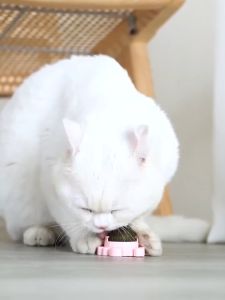 Catnip Ball Catmint Ball Cat Toys Ball Cat Teeth Stick Pet Natural Silvervine Cat Treats Snack Kucing Mainan 猫薄荷球 猫磨牙棒