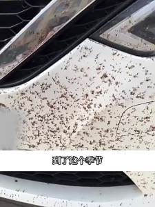 Insect and Fuzz Prevention Grille Cover