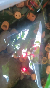 Silver Aries. Cincin Merah Delima Menyala Didalam Air Special Ring Titanium Warna Gold - Ring Titanium warna emas dengan Permata Zircon.