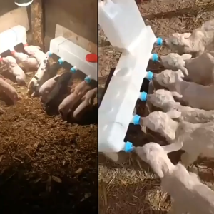 Livestock Piglet Lamb Feeder 9L Milk Tank Silicone Nipple Drinker Animal Milk Feeding Device for Farm Use