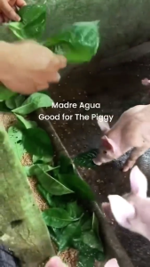 MADRE DE AGUA BUY 4+2 ROOTED AND CUTTINGS