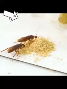 ipis killer effective strong cockroach killer bait cockroach trap cockroach remover anti cockroach repellent