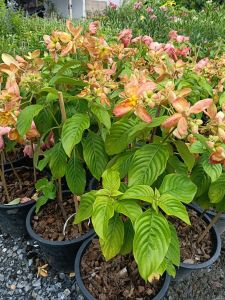 ดอนญ่าส้มทอง MUSSAENDA "ORANGE YELLOW" กระถาง 11 นิ้ว (กทม)