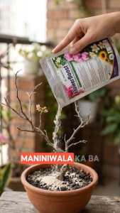 Evergreen FlowerBooster 99 Organic Flower Nutrition Fertilizer for More Bougainvillea Blooms Supports More Buds Brighter Color and Stronger Growth 260 Gram