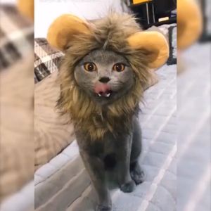 Pets Clothes Cap Cute Cat Wig Lion Mane Costume Cosplay Kitten Dog Hat  Party Supplies