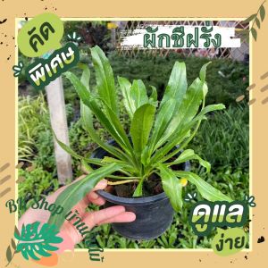 ผักชีฝรั่ง ผักชีใบเลื่อย ผักหอมเป ผักสวนครัว ผักเครื่องเทศ พร้อมปลูก ผักสวนครัว ผักสวนครัวปลูกง่าย ผักสวนครัวพร้อมปลูก