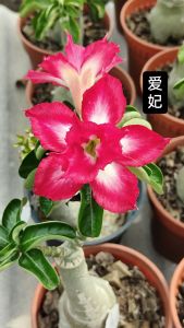 Mini Adenium Obesum Bonsai ID Concubine 爱妃 迷你富贵花