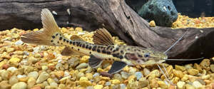 Leopard Shovelnose Catfish/Hybrid Catfish/Ornamental fish/Freshwater/Readystock