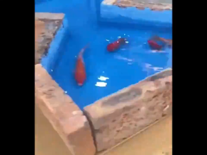 【FF】1kg waterproofing coating Tile Window Stable Film Leakage Protection waterproof glue for leaking roof leaking repair Water Proof Wall Bathroom Coating Waterproof Glue Tandas Gam 透明防水胶