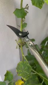 【วัสดุสแตนเลส】กรรไกรตัดกิ่ง ตัดกิ่งไม้เร็ว ประหยัดแรงงาน อุปกรณ์ตัดแต่งกิ่งมืออาชีพ กรรไกรตัดกิ่งด้ามยาว กรรไกรตัดกิกรรไกรตัดกิ่งไม้ด้ามยาว