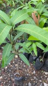 Paket 4 Bibit Mangga Irwin Termurah