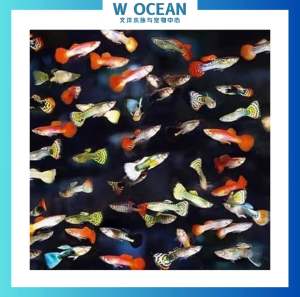 Live Fish | Mix Guppy Premium Grade | 5pcs 10pcs 15pcs