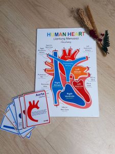 Magnetic board Puzzle Anggota Tubuh Jantung Manusia