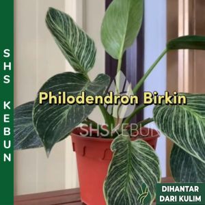 Pokok Philodendron Birkin Variegated 铂金金钻蔓绿绒/铂金钻 Plant Live Plant Pokok Hidup Hiasan Dalam Rumah Indoor Plants SHS Kebun