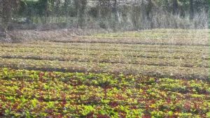 [LẤY NHIỀU GIẢM GIÁ THÊM] 100M Dây tưới phun mưa PHÚ MỸ Phi 27-34-42mm - Ống tưới phun mưa loại 0 lỗ - 3 lỗ- 5 lỗ chéo