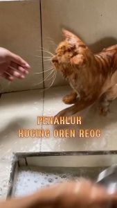 Shampoo Riich Premium Anti Jamur Untuk Kucing Efektif Basmi Jamur Gatal