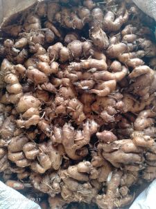 Kencur murah kemasan 1 kg