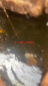 Senar Benang Pancing PE X8 100 Meter Warna Warni Fukushima Mitsunari Samurai Connecting