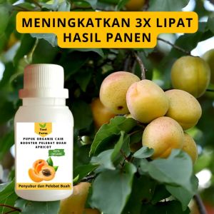 Pupuk Apricot Cepat Berbuah / Pupuk Pelebat Buah Apricot / Pupuk Booster Apricot Cair