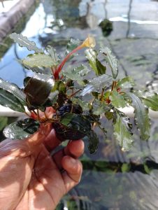 tanaman aquascspe Bucephalandra media wabikusa