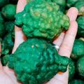 Jeruk Purut Jantan 1 Kg. 