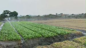 Ống tưới phun mưa có dập biên phi 27 34