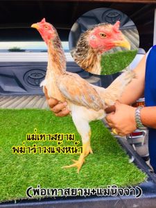 ไข่เชื้อ แม่เทาสยาม. จอมเตะ